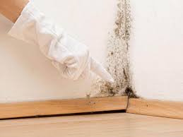 Best Black Mold Removal  in Brambleton, VA